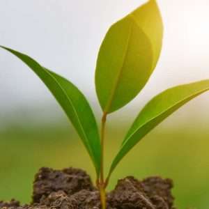 e-Surgery, the Eco-Friendly Pharmacy